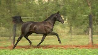 Lot 122 Bettors Delight USA x Artistic Rainbow Black Colt [upl. by Initirb910]