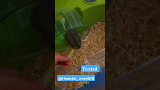 Trusted hamsterland nature hamstershow [upl. by Edgell]