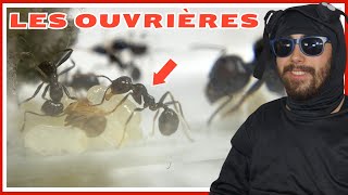 Guide fourmi Messor barbarus  les ouvrières épisode 3 [upl. by Zavala]