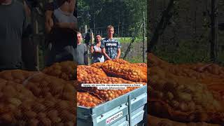 👨‍🌾🥬 Jak uprawiam dużo warzyw na ubogiej glebie rolnictwo ogrodnictwo ogród ziemia ziemniaki [upl. by Domph]