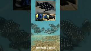 shorts Tropheus Duboisi  African Cichlid  Tanganyikan  LIVE AQUARIUM [upl. by Willdon]