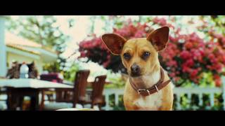 Le Chihuahua de Beverly Hills  Bandeannonce Jamel Comedy Club I Disney [upl. by Amato389]