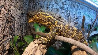 Feeding my Varanus cumingi [upl. by Yerxa]