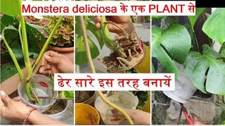 Monstera Plantके एक Plant से कई प्लांट कैसे तैयार किए।How to propagate monstera plant [upl. by Fem628]