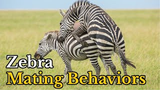 Surprising Facts About Zebras Mating Behaviors  Zebras Real Mating Footages [upl. by Sivat]