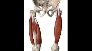 De bovenbeenspieren ventraal en dorsaal [upl. by Mun131]