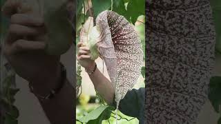 10 of the Largest Flowers in the World shorts [upl. by Revned232]