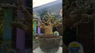 Bonsai loa dangdut cover musik music karaoke fypシ゚viral bonsai bonsaist bonsaitree [upl. by Eiboj]