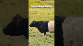 Beautiful Belted Galloways animals richmond [upl. by Syah]