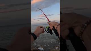 Spigola a Spinning con mare in scaduta spinning fishing seabass adriaticsea [upl. by Nnuahs]