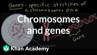 Mendelian Genetics and Punnett Squares [upl. by Olia843]