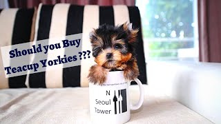 How Big can Teacup Yorkies Grow A Detailed video on Teacup Yorkies [upl. by Enoved]