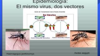 ENFERMEDADES FEBRILES HEMORRAGICAS copia [upl. by Ocana283]