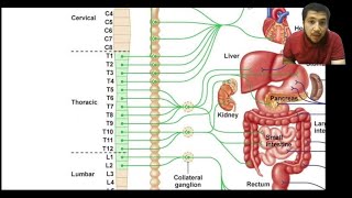 ANS Physiology  شرح الجهاز العصبي اللاارادي [upl. by Ennairam480]