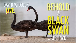 David Wilcock LIVE Behold a Black Swan Or Two [upl. by Eenahpets]