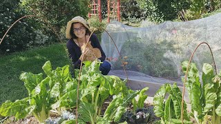 Le potager en septembre  Vlog 20 [upl. by Anileda]