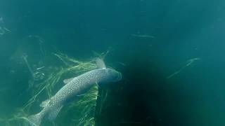 Spearfishing Lake Diefenbaker Saskatchewan [upl. by Lindahl564]