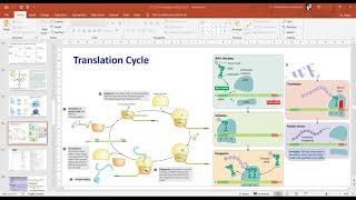 CC2 Prokaryotic Translation Cycle Reference Russell iGenetics [upl. by Eenaej336]