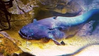 Aquarium  Big Catfish Albino Riesen Welse  With Relaxing Music [upl. by Mackler563]