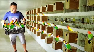 My 100 Pairs of African Lovebird Breeders  Discover my DIY HANDFEED formula for baby birds [upl. by Samuele233]