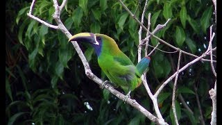 Bluethroated toucanet singing and dancing  A subspecies of the Emerald Toucanet [upl. by Arretak]