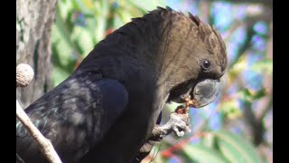 Glossy black cockatoo Calyptorhynchus lathami [upl. by Ariec]