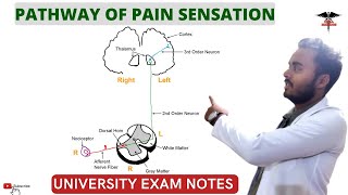 Pathway Of Pain Sensation Physiology of Pain Analgesic pathway  CNS Physiology [upl. by Nhguavahs317]