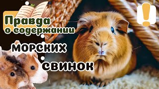 20 фактов о МОРСКИХ СВИНКАХ что нужно знать прежде чем завести [upl. by Sutphin675]