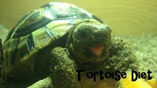 Mediterranean Tortoise Diet  Hermanns Horsfields Greek Egyptian and Marginated [upl. by Bethina]