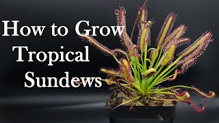 Growing Carnivorous Plants E4 Tropical Sundews [upl. by Sirad]