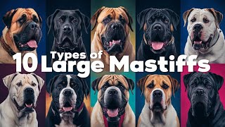 10 types of large mastiffs that are more ferocious than the Tibetan Mastiff [upl. by Durarte321]