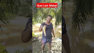 Strike ikan lais termahal mancing fishing [upl. by Sarazen]