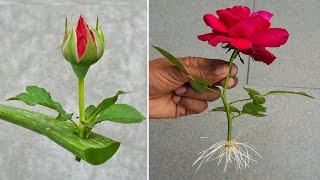 How to grow rose from flower buds  growing red roses [upl. by Lilyan]