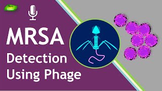 MRSA  Detection  Phage  Detection techniques  Bacteriophage  Basic Science Series [upl. by Nnayram871]