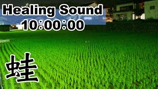 【癒しの音 10時間】 田舎暮らし 田んぼのカエル大合唱：カエル 鳴き声 [upl. by Lonnie]