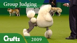 Standard Poodle wins Utility Group Judging at Crufts 2009  Crufts Dog Show [upl. by Sharity]