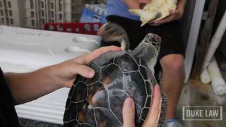 Sea Turtles and the Duke Law Environmental Law amp Policy Clinic [upl. by Collum]