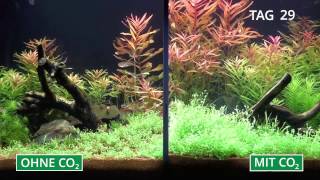 Pflanzenaquarium mit und ohne CO2 im Zeitraffer [upl. by Ecnav]