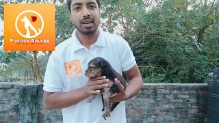 How to check german shepherd puppy purity  in hindi  हिंदी  new tips 2019 [upl. by Osrick830]