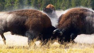 Combat de bisons impressionnant  ZAPPING SAUVAGE [upl. by Michaud776]