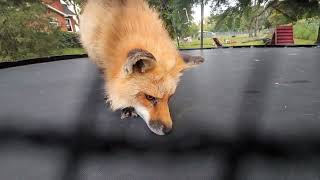 Finnegan Fox and his friends are loving the new trampoline addition to their yard [upl. by Asreht]