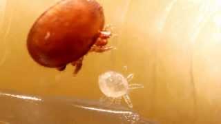 Biologie der Varroamilbe  Biology of the Varroa Mite [upl. by Blanding]