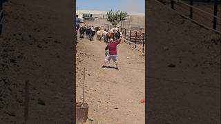 Hay bienen las vacas toro rodeo jaripeo mascotas ganaderos rancho bull rancho [upl. by Irita]