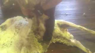 Shearing Outback Queensland [upl. by Shieh305]