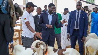 TABASKI 2024  Le Pr Bassirou Diomaye Faye au point de vente de moutons de la bergerie GALOYA [upl. by Nothsa]