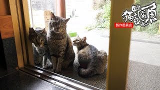 【地域猫】ニャルソック綜合警備保障が昼の暑い時にどこにいるか謎である。【魚くれくれ野良猫製作委員会】 [upl. by Ciccia119]