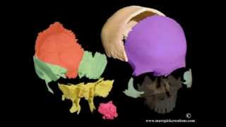 Cranial motion colored bones 21 sec movie [upl. by Daveta]