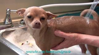 Dog loves getting a bath  Cutest chihuahua ever Tommy [upl. by Tymon]