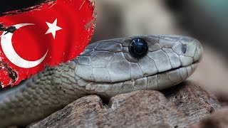 DİKKAT Türkiyede Yaşayan En Zehirli 10 Yılan Türü [upl. by Noemad]