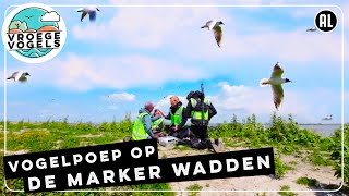 Kokmeeuwenpoep verrijkt de Marker Wadden  TV  Vroege Vogels [upl. by Llerahc]